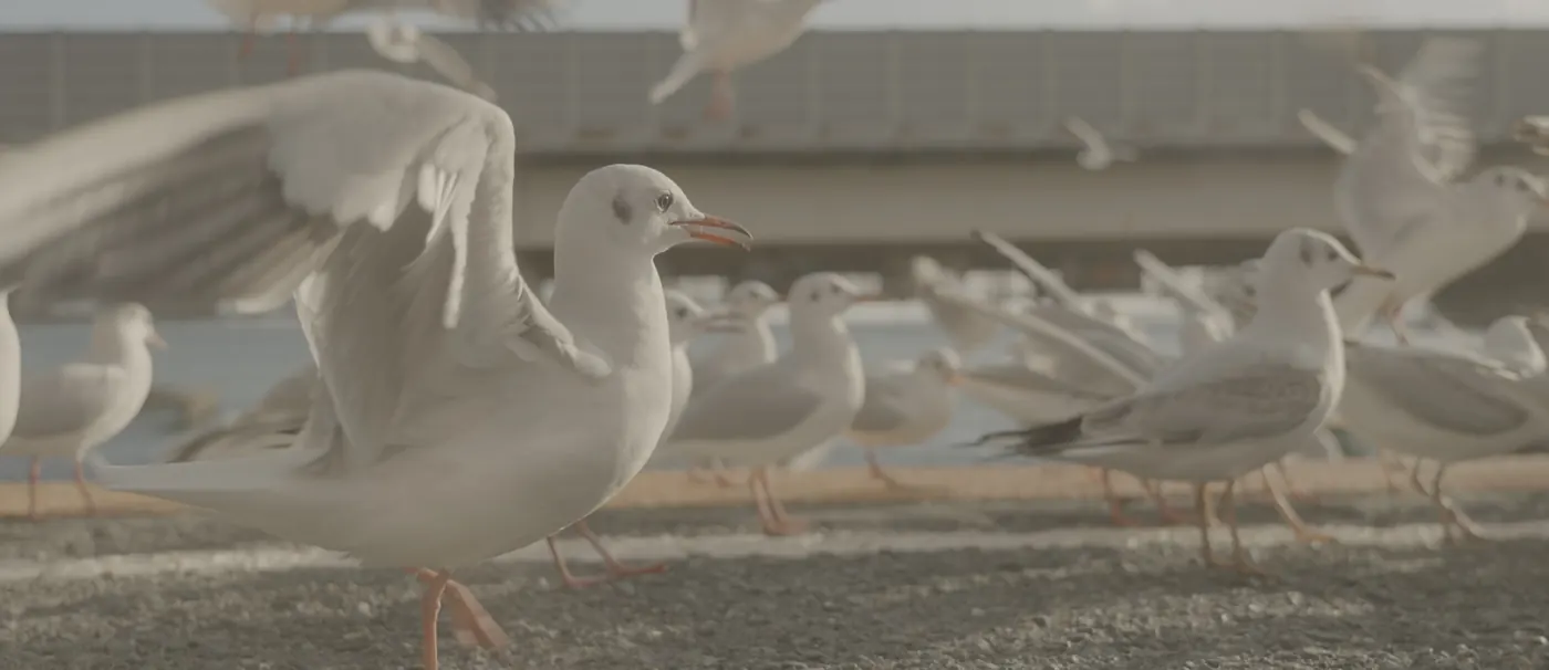 撮って出しの映像カット