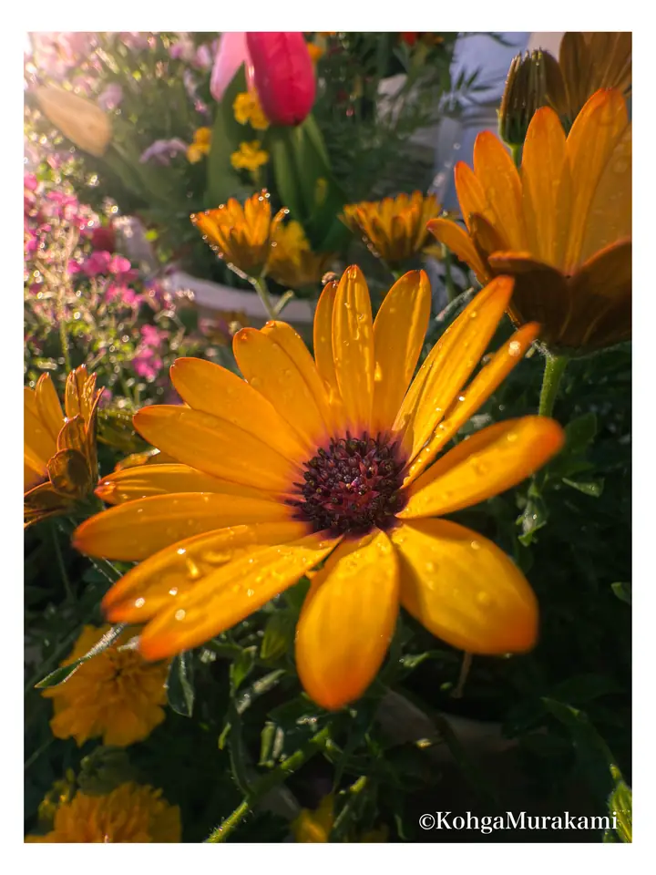 写真作品 19