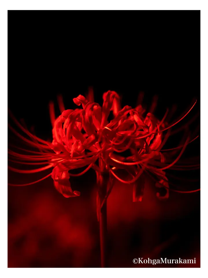 写真作品 7